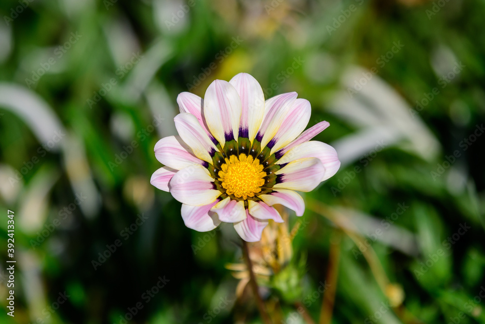 Top view of one vivid yellow and white gazania flower and blurred green leaves in soft focus, in a garden in a sunny summer day, beautiful outdoor floral background. Top view of one vivid yellow and white gazania flower and blurred green leaves in soft focus, in a garden in a sunny summer day, beautiful outdoor floral background.