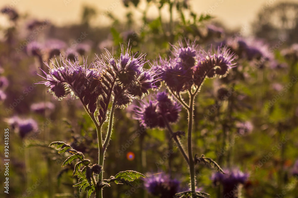 Fototapeta premium lila blühende Bartblumen in der Abendsonne