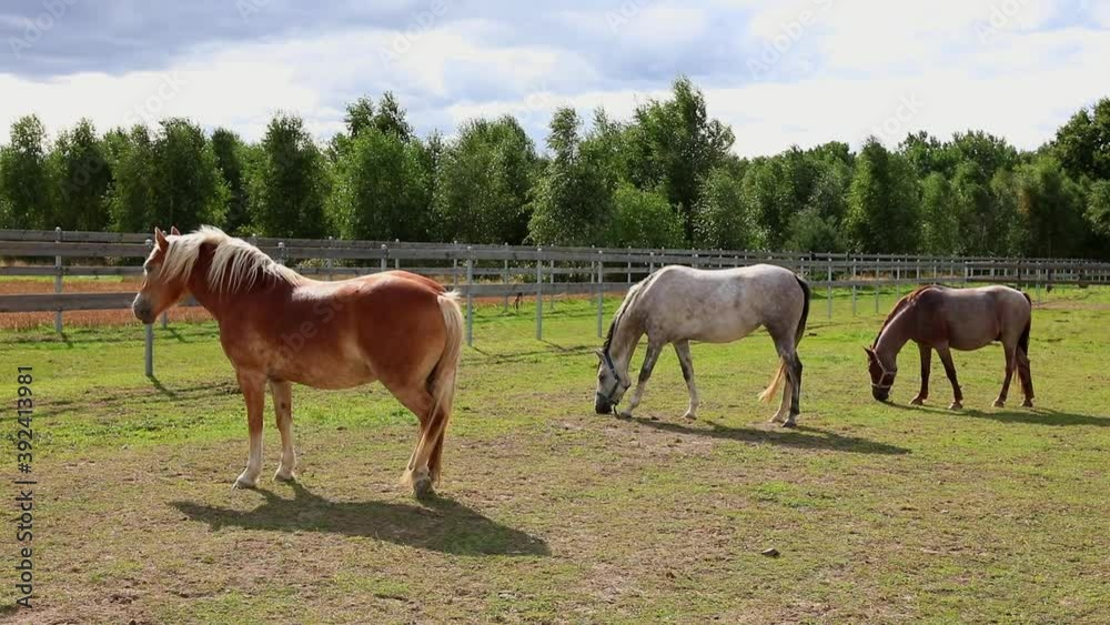 Still horses grazing grass on a paddock. Tranquil equestrian scene. Sunny spring day at ranch, countryside. Poland, Europe Still horses grazing grass on a paddock. Tranquil equestrian scene. Sunny spring day at ranch, countryside. Poland, Europe