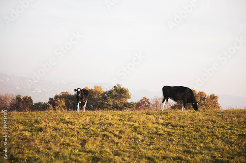 agriculture industry, farming, people and animal husbandry concept - Grazing cows. black and white cow grazing on meadow in mountains. Cattle on a pasture