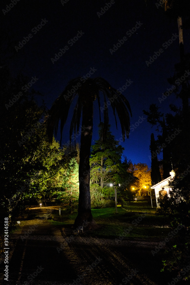 Obraz premium trees at night