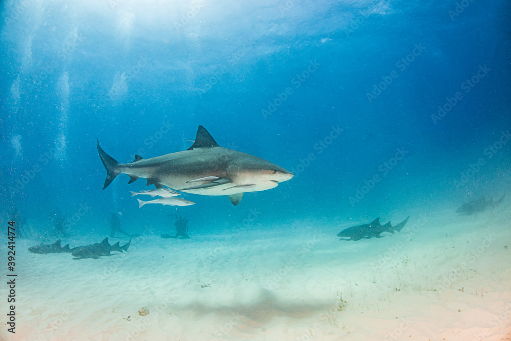 Fototapeta premium Bull shark at the Bahamas