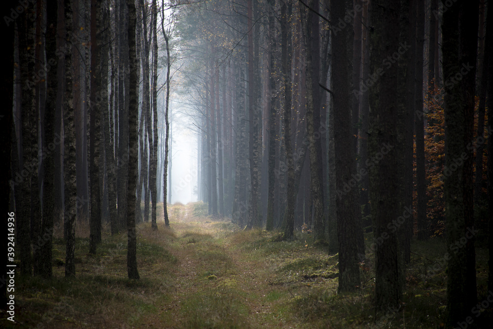 Foggy autumnal morning in an old pine forest near Nidzica, Mazury region, Poland. Foggy landscape and mystical mood. Selective focus on the plants, blurred background. Foggy autumnal morning in an old pine forest near Nidzica, Mazury region, Poland. Foggy landscape and mystical mood. Selective focus on the plants, blurred background.