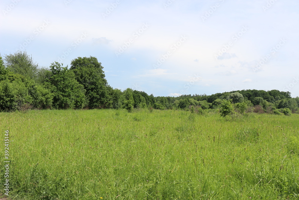 
The shrub grows on the edge of the forest. Everything around is greener.