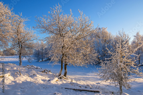 Hoarfrost and snow on the trees in a winter landscape photo