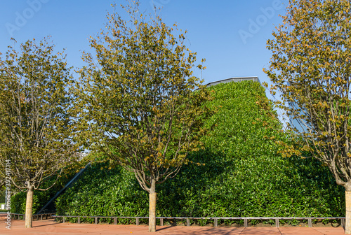 Rows of Parrotia persica or Persian ironwood trees around evergreen walls of mirror maze in public city park Krasnodar or 'Galitsky park'. Sunny autumn 2020 photo