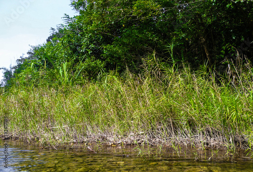 The river bank is overgrown with grass on a sunny summer day.