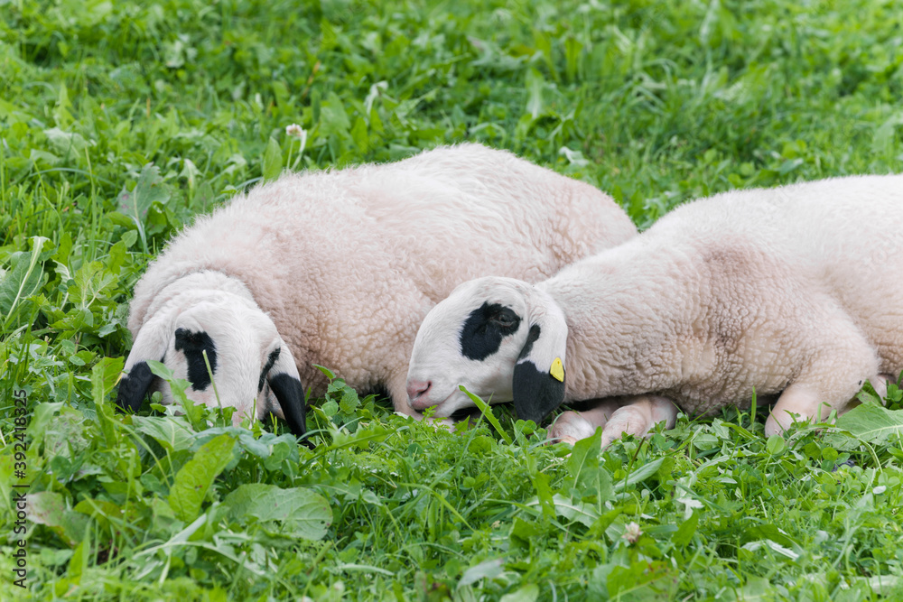 Brillenschaf sheep in an Italian mountain pasture Brillenschaf sheep in an Italian mountain pasture