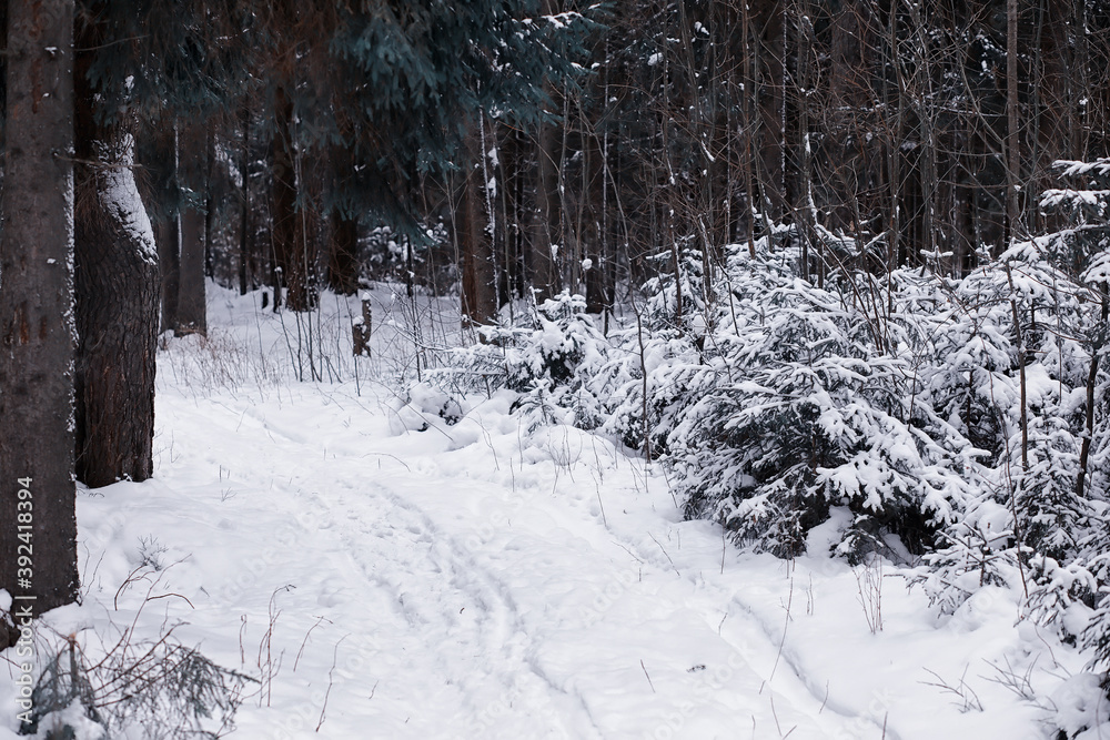 Winter forest. Landscape of the park in winter. Snow-covered trees at the edge. Winter forest. Landscape of the park in winter. Snow-covered trees at the edge.