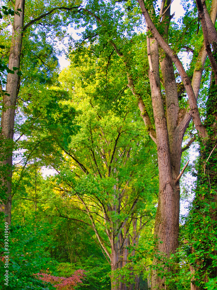 Fototapeta premium Herbstlandschaft