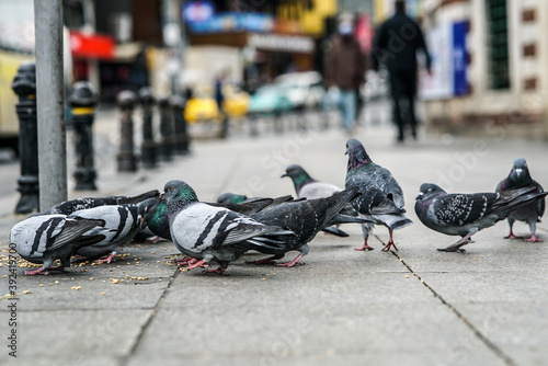 pigeons eat in the middle of the street