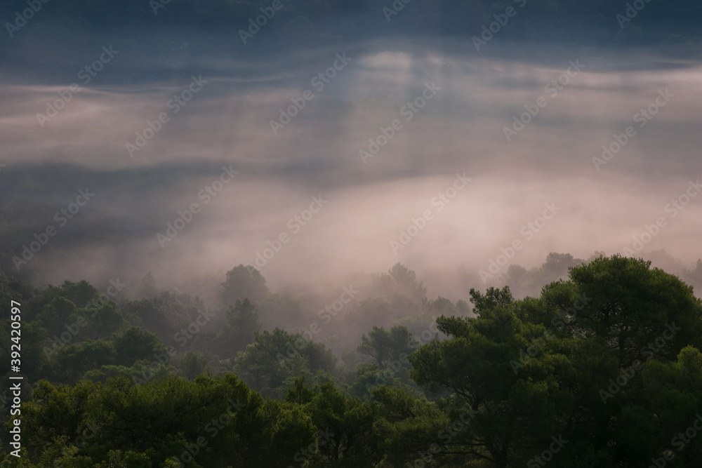Fototapeta premium fog in the forest with sunrays