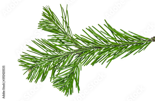 Coniferous tree twig with green needles isolated