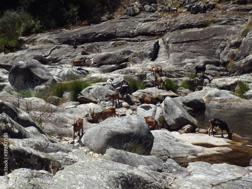 A lot of goats at the river