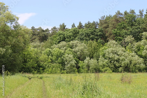 
The shrub grows on the edge of the forest. Everything around is greener.