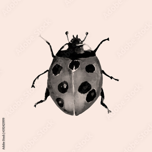 Hand drawn beetle ladybird watercolour art illustration. 