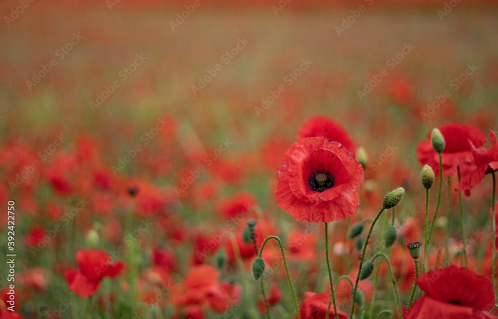 Naklejka premium Poppy in the field