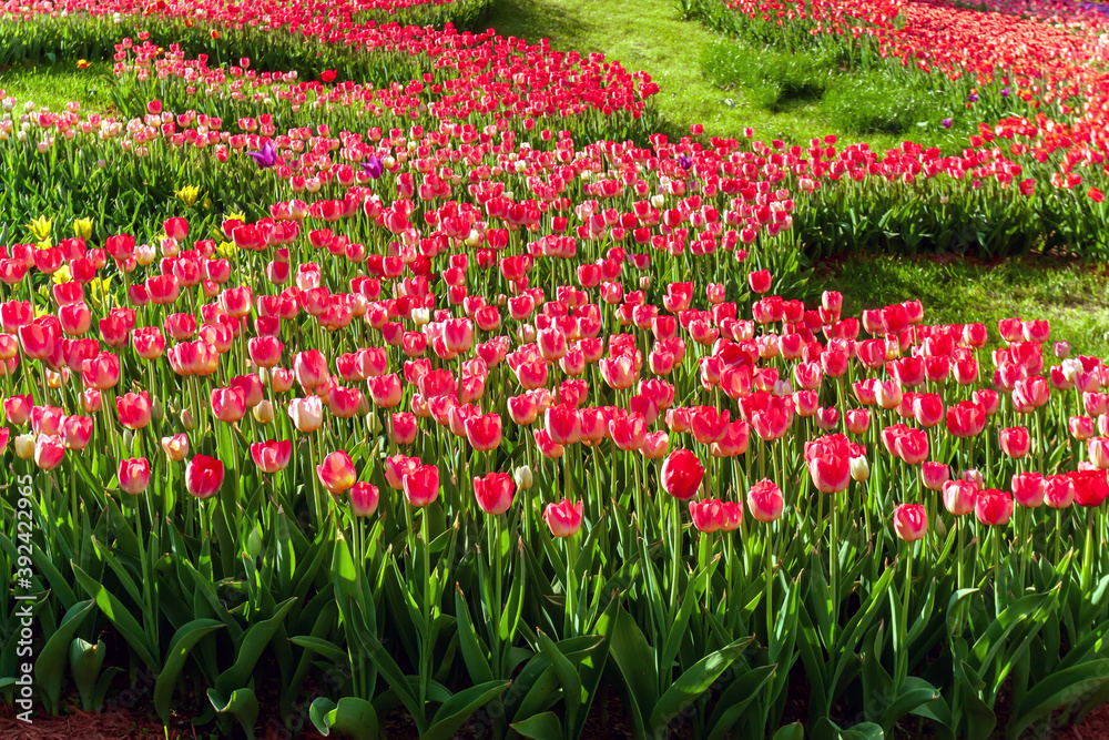 Public flower garden landscape of blooming tulips field