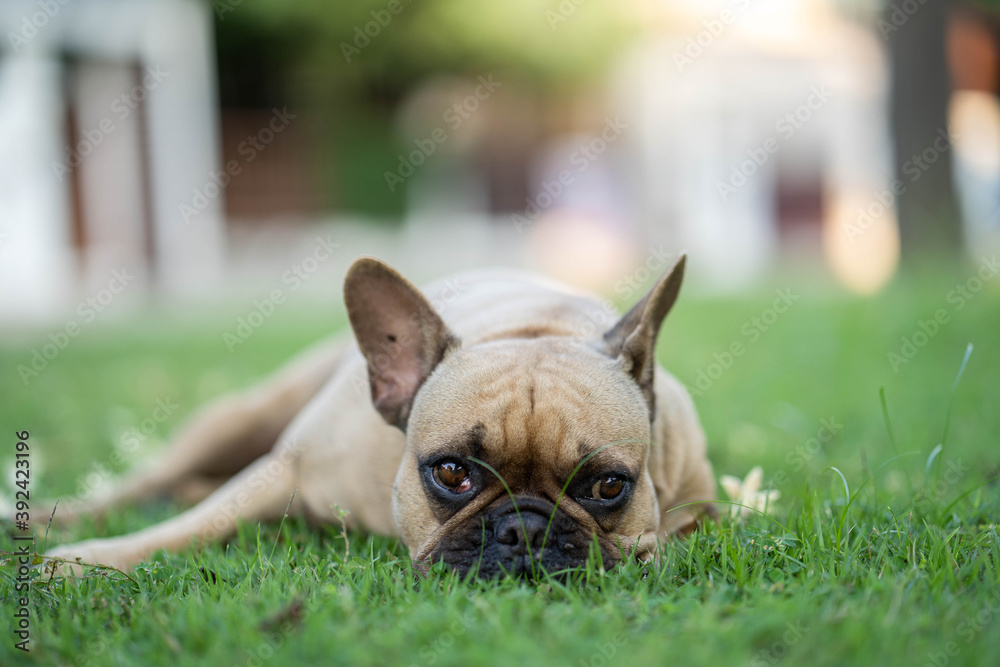 Cute French bulldog lying on grass at field.