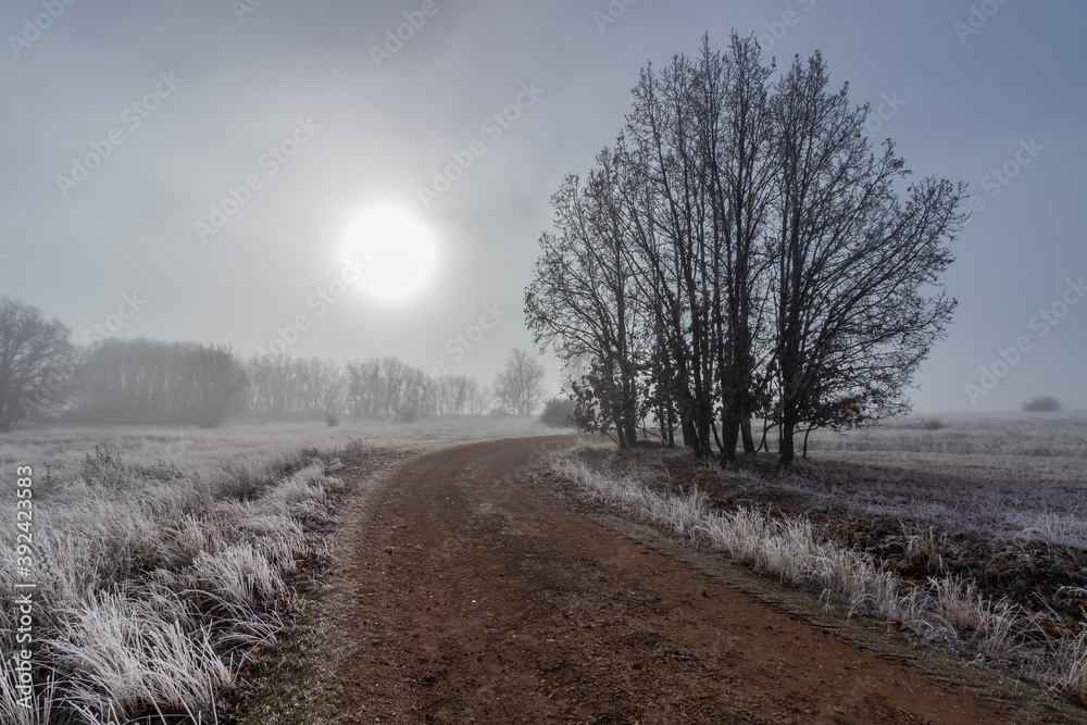 Paisaje nocturno de niebla con luna llena, camino hacia el horizonte y árboles congelados. Entorno de frío intenso y hielo en el campo.