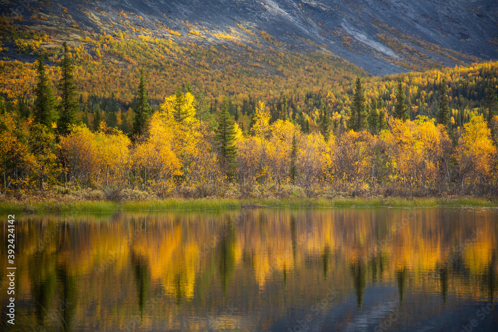 The golden Trees and Reflection The golden Trees and Reflection