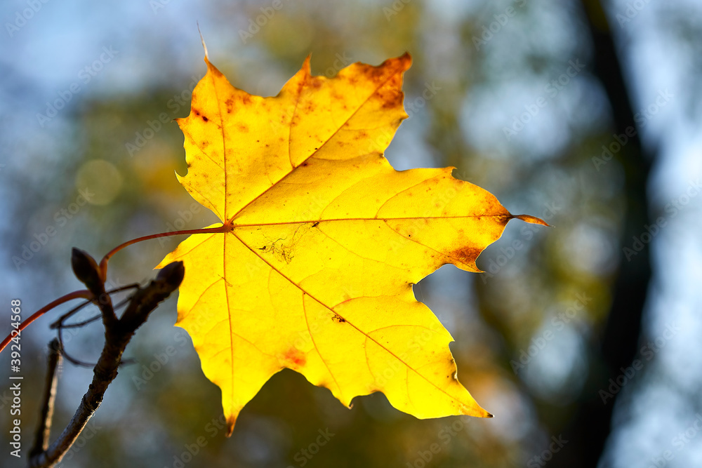 autumn maple leaves autumn maple leaves