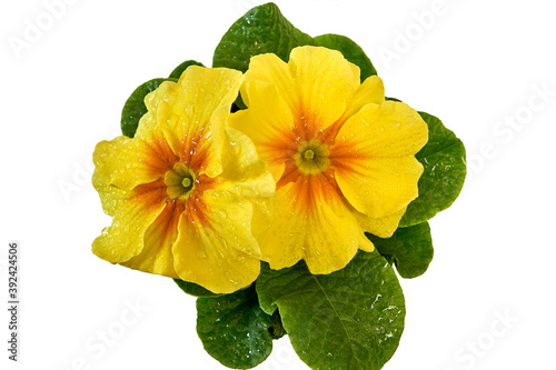 yellow flower isolated on white