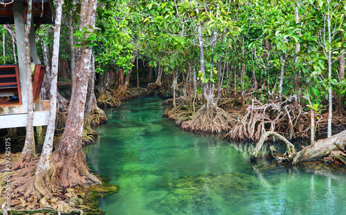 Tha Pom Khlong Song Nam, mangrove forest with green lake in Krabi province which is in the south of Thailand. © athitat