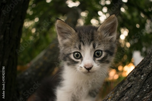A small fluffy kitten with white-gray fur sits on a tree, and behind a beautiful bokeh from the sunset
