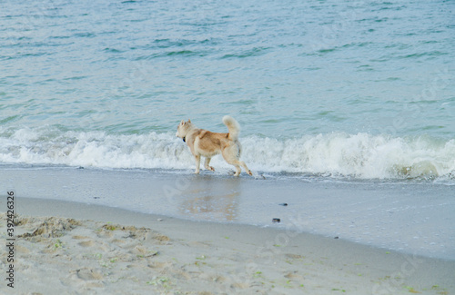 dog running on the beach