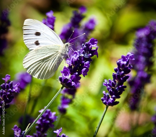 Small White Butterfly on Lavender
