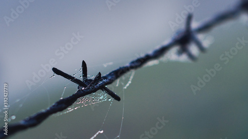 Morning dew on sider's web