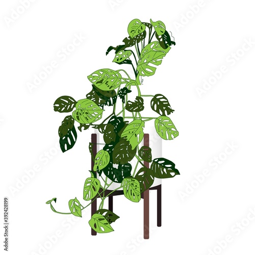 Climbing plant Trendy indoor. Modern flower pot. Plant vase. Plant growing. Vector illustration.
