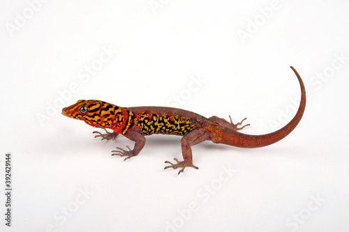Brilliant South American gecko / Kugelfingergecko, Zwerggecko (Gonatodes ceciliae) photo