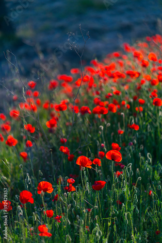 Poppies field and almond trees, Terres de l'Ebre, Tarragona, Catalunya, Spain