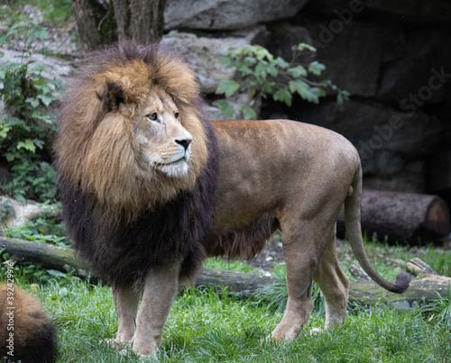 Lion