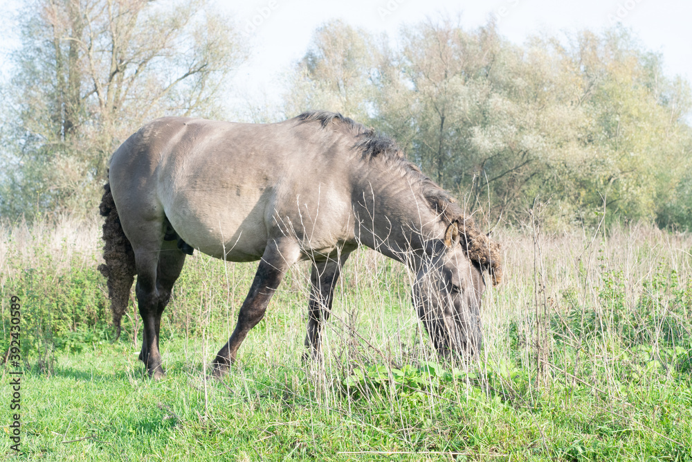 Fototapeta premium Horse eating grass in sunlight