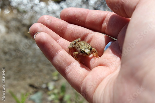little frog © Tatiana