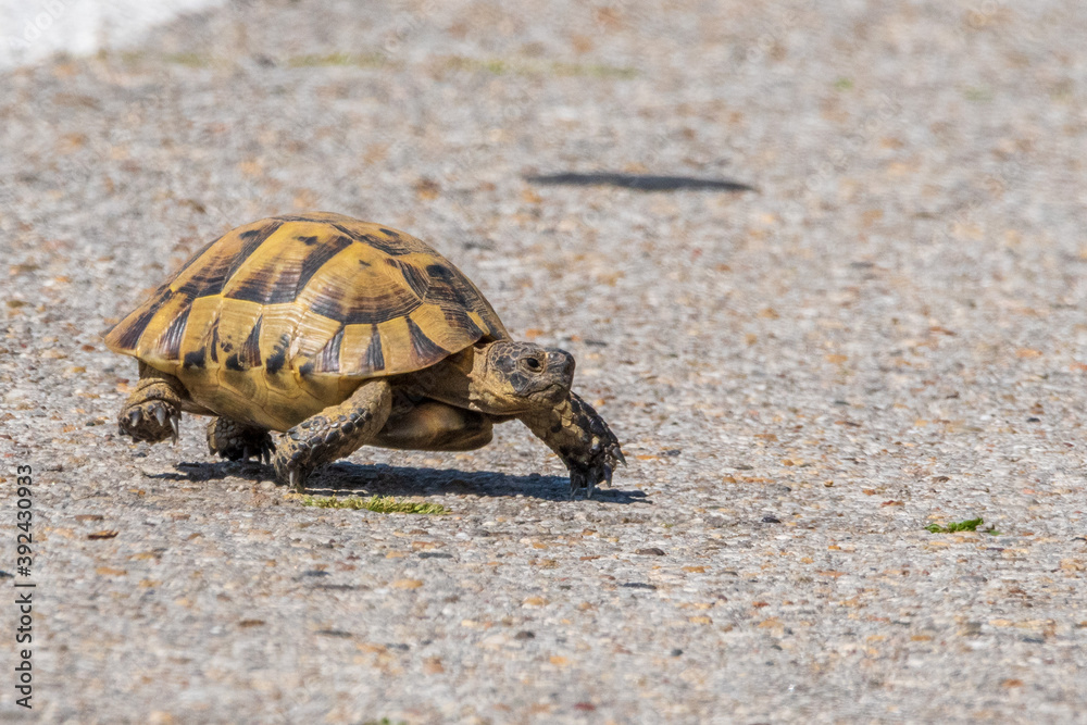 Obraz premium A wild turtle crosses an asphalt road