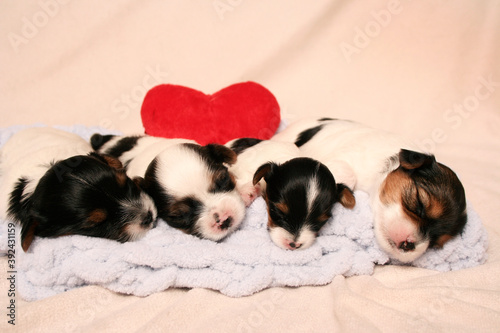 Cute puppies on a blurry background in pastel colors