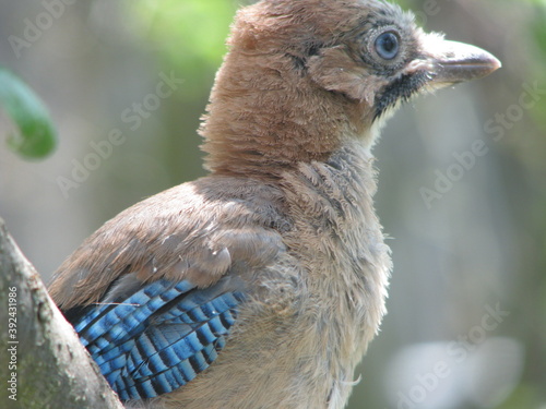 jay chick