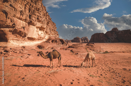 herd of camels  grazes  in the sands of the Wadi Rum desert in Jordan © Lana Kray