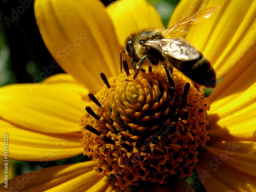 bee on yellow flower