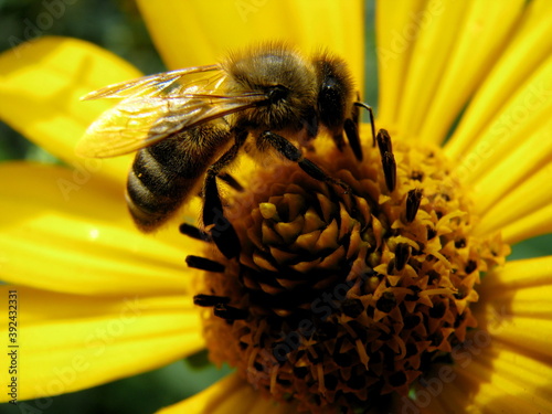 bee on yellow flower