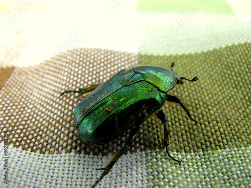 bug