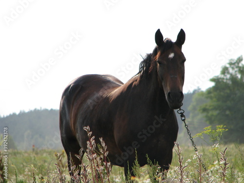 horse in the field