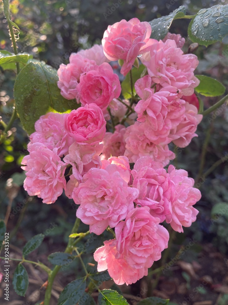 Fototapeta premium pink flowers