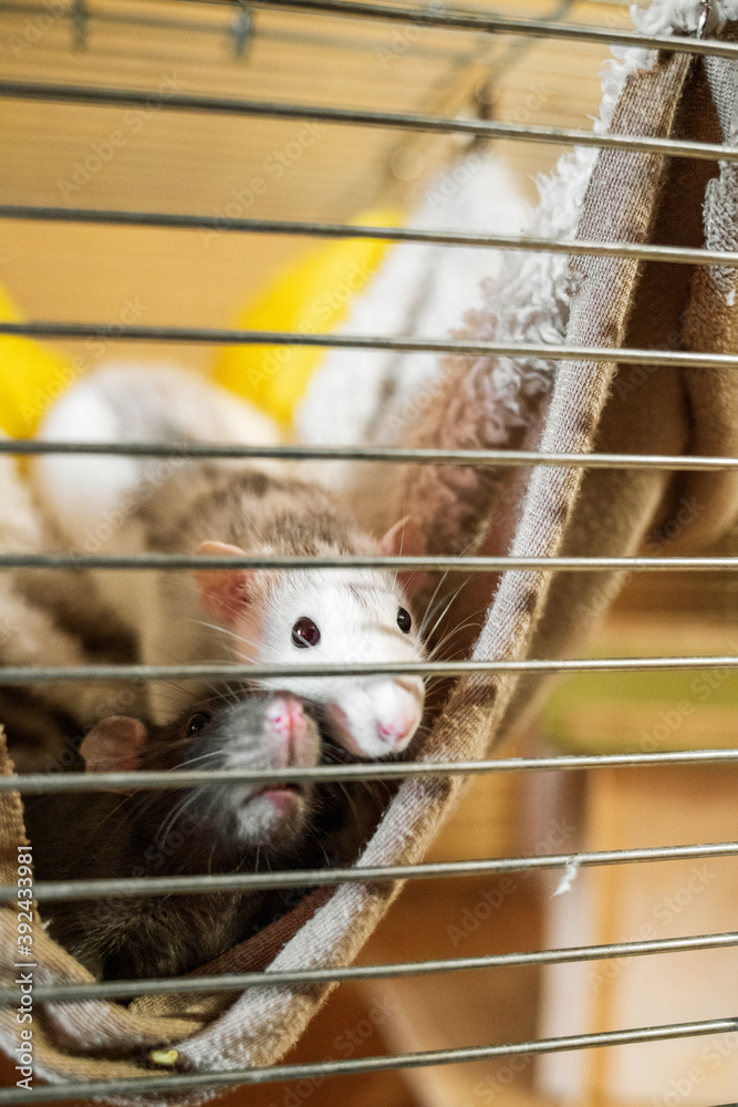 Obraz premium two rat in the cage