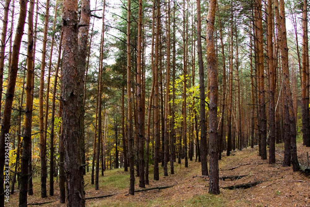 Obraz premium Trunks of trees of pine forest Ukraine