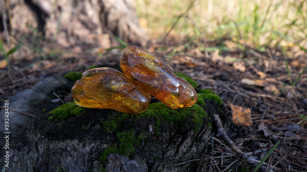 Two large yellow Baltic amber are lying on the moss in the autumn forest. This ancient magic unique healing amber is a beauty in nature. Two large yellow Baltic amber are lying on the moss in the autumn forest. This ancient magic unique healing amber is a beauty in nature.